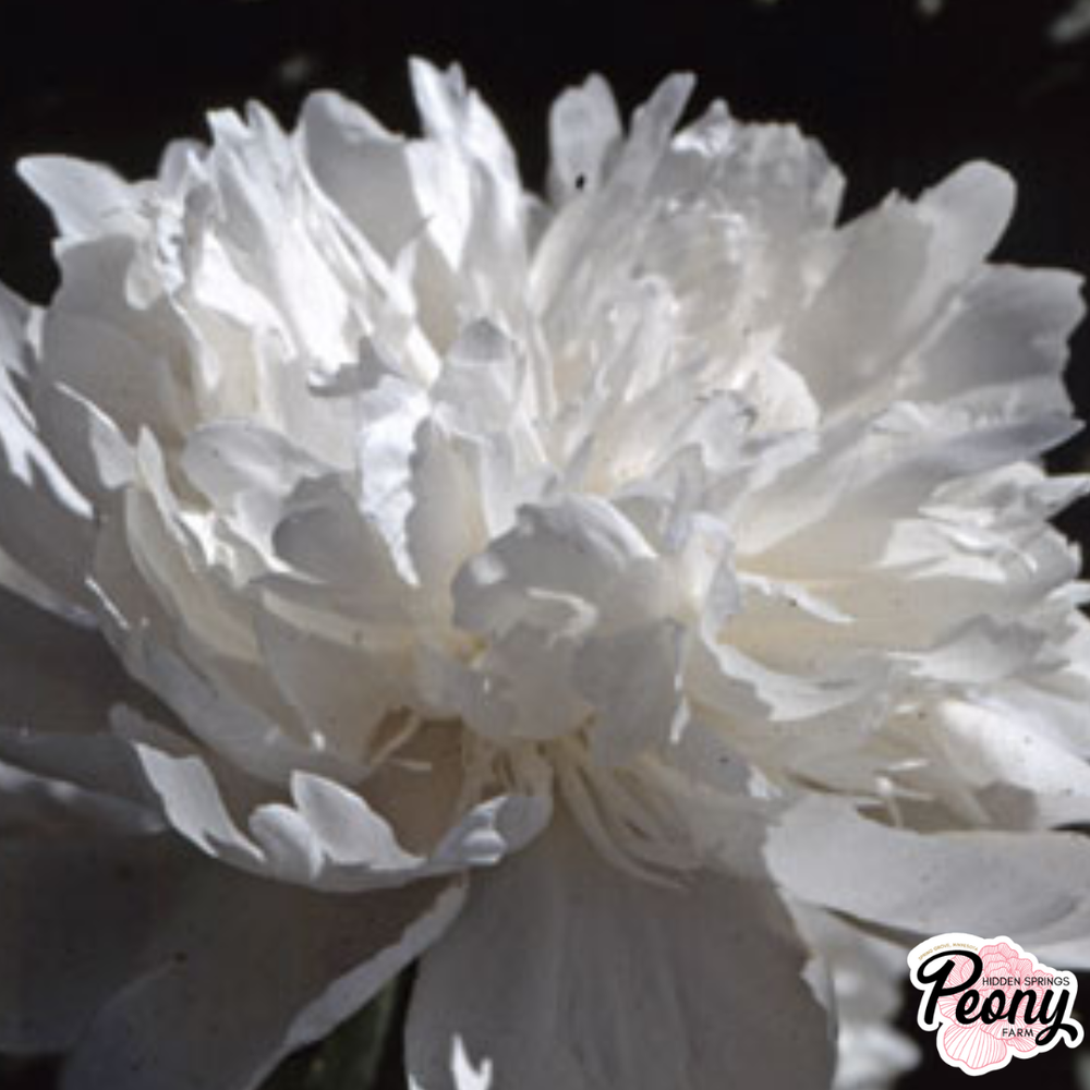 Shirley Temple Peony — Hidden Springs Peony Farm